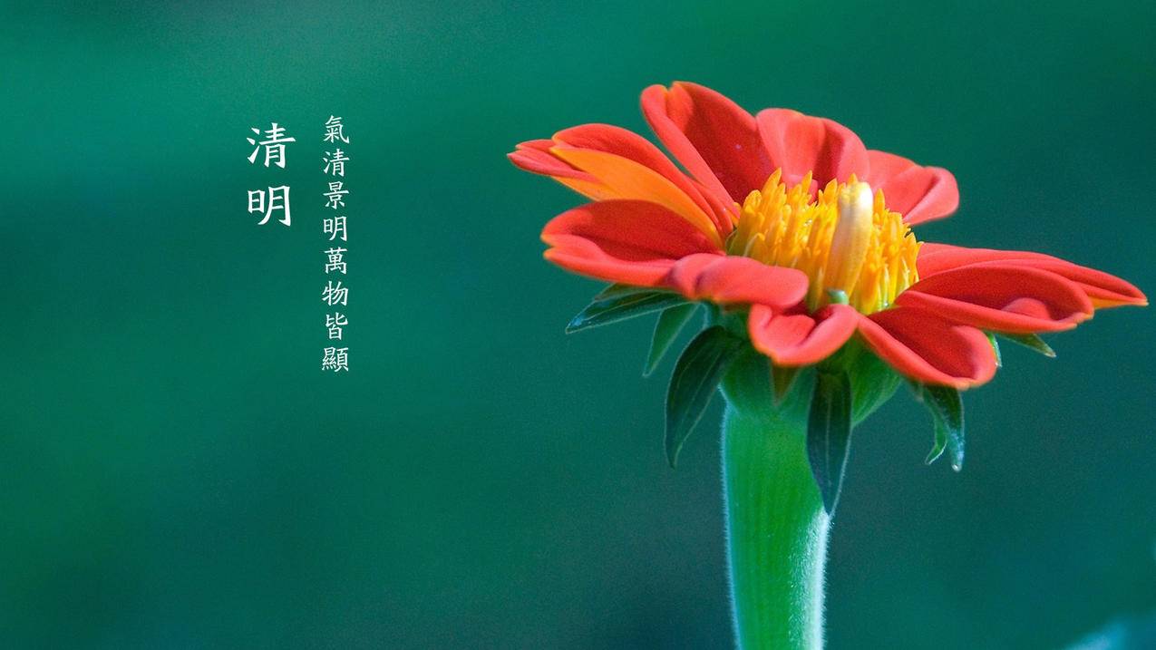 网红商城